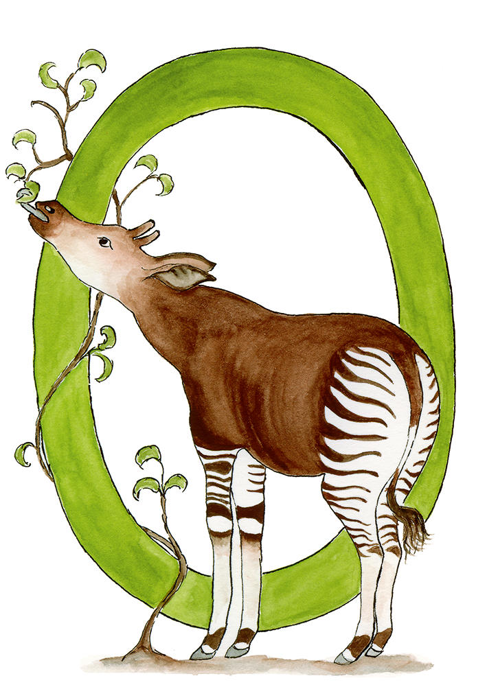 Okapi